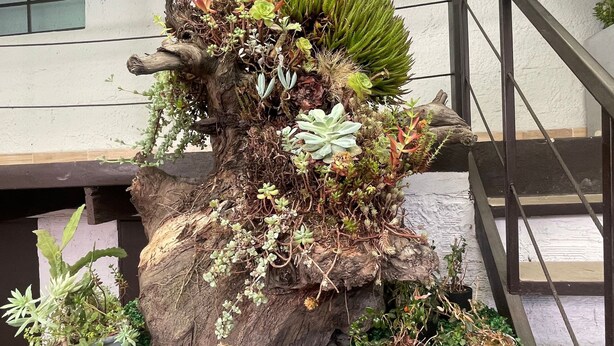 A large wooden sculpture with various plants and succulents. - Súper Apartamento central Casa Colonial (Bogotá)