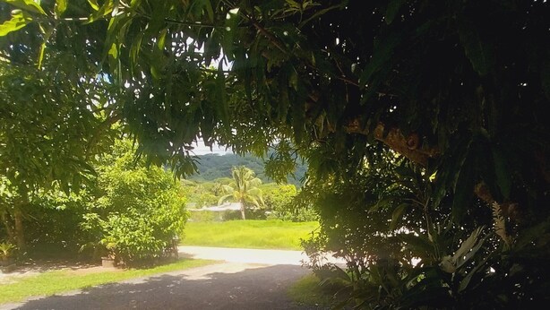 A paved pathway surrounded by lush greenery and trees, leading to a grassy area with a palm tree in the distance. - Tapuhere Lodge (Huahine)