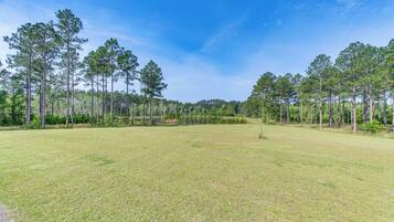 A grassy field with tall trees and a clear blue sky.