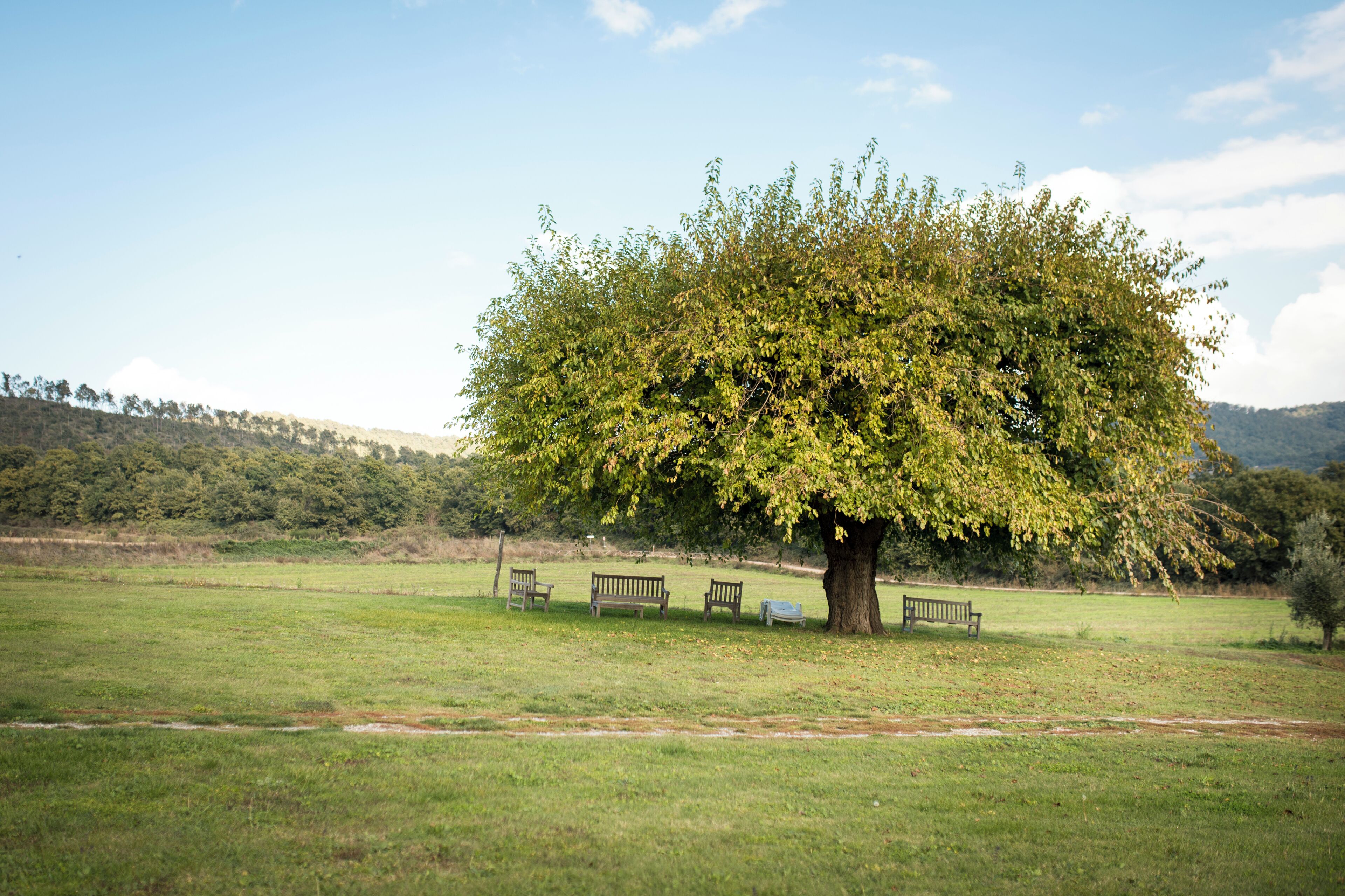 A tree with benches in a grassy field.