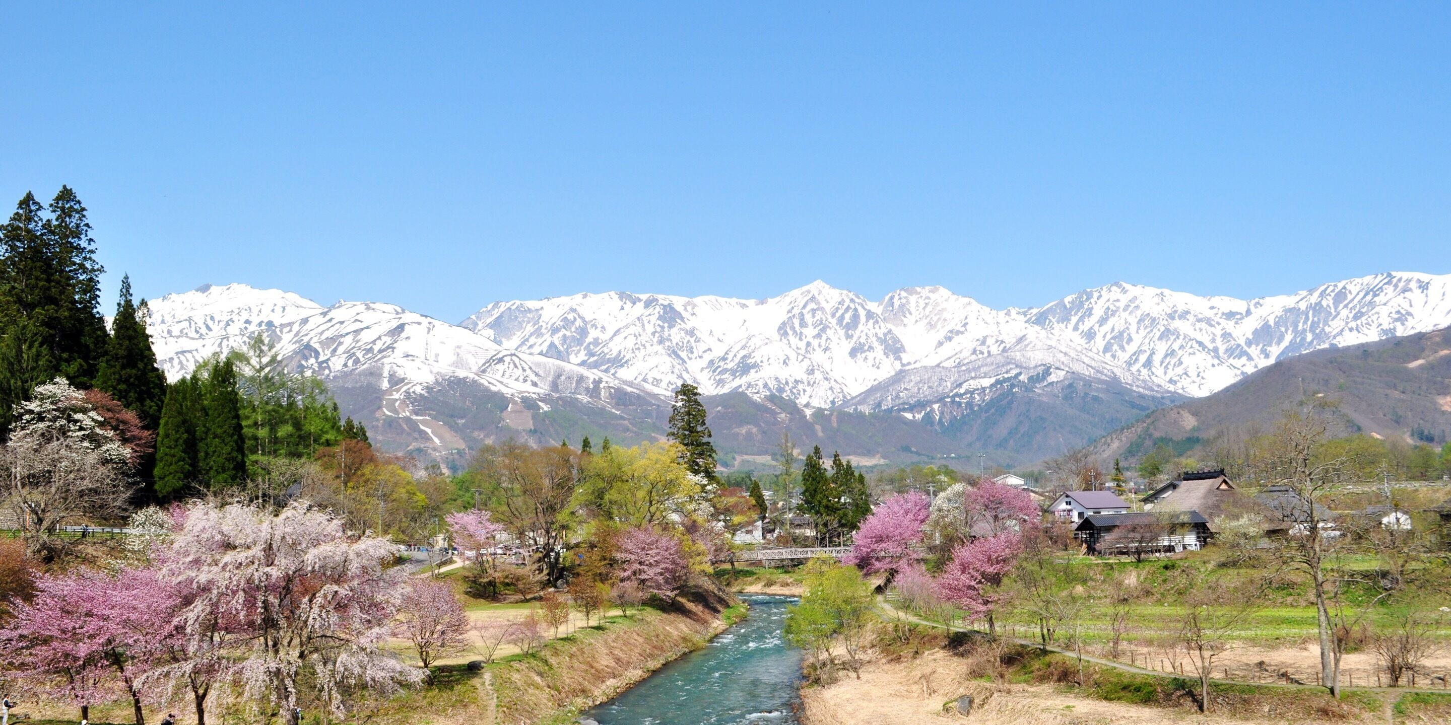 A river flowing through a valley with snow-capped mountains in the background and cherry blossom trees lining the riverbanks.