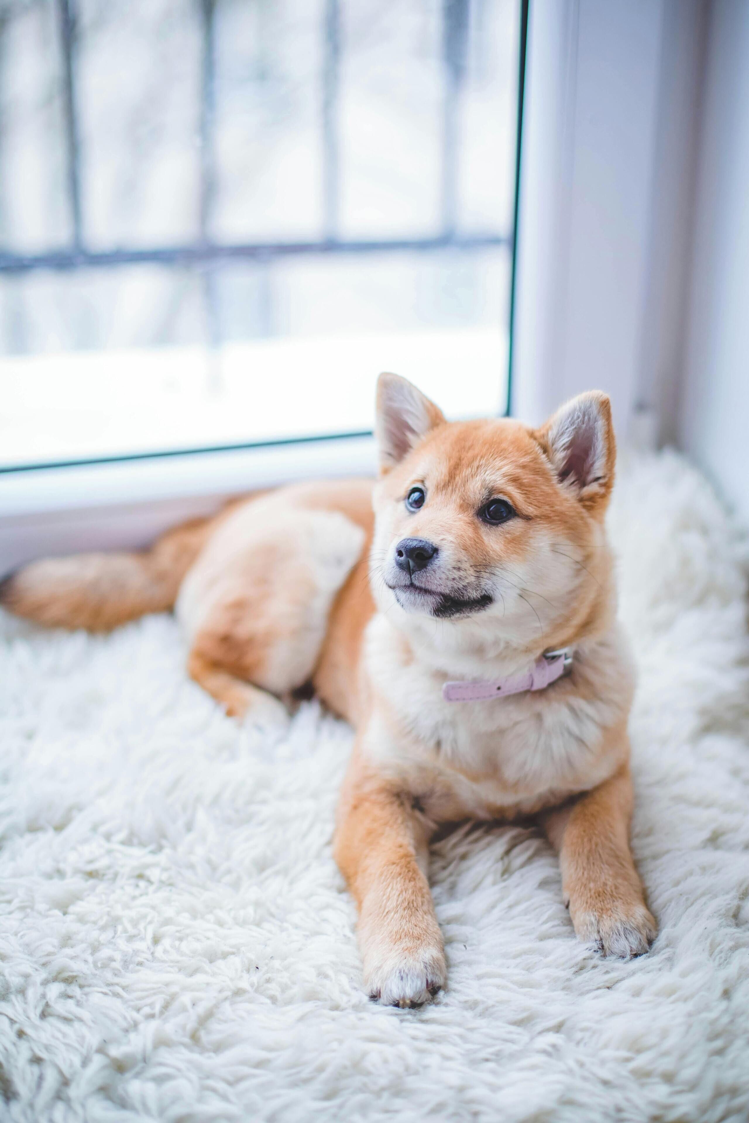 A Shiba Inu dog lying on a fluffy white rug near a window.
