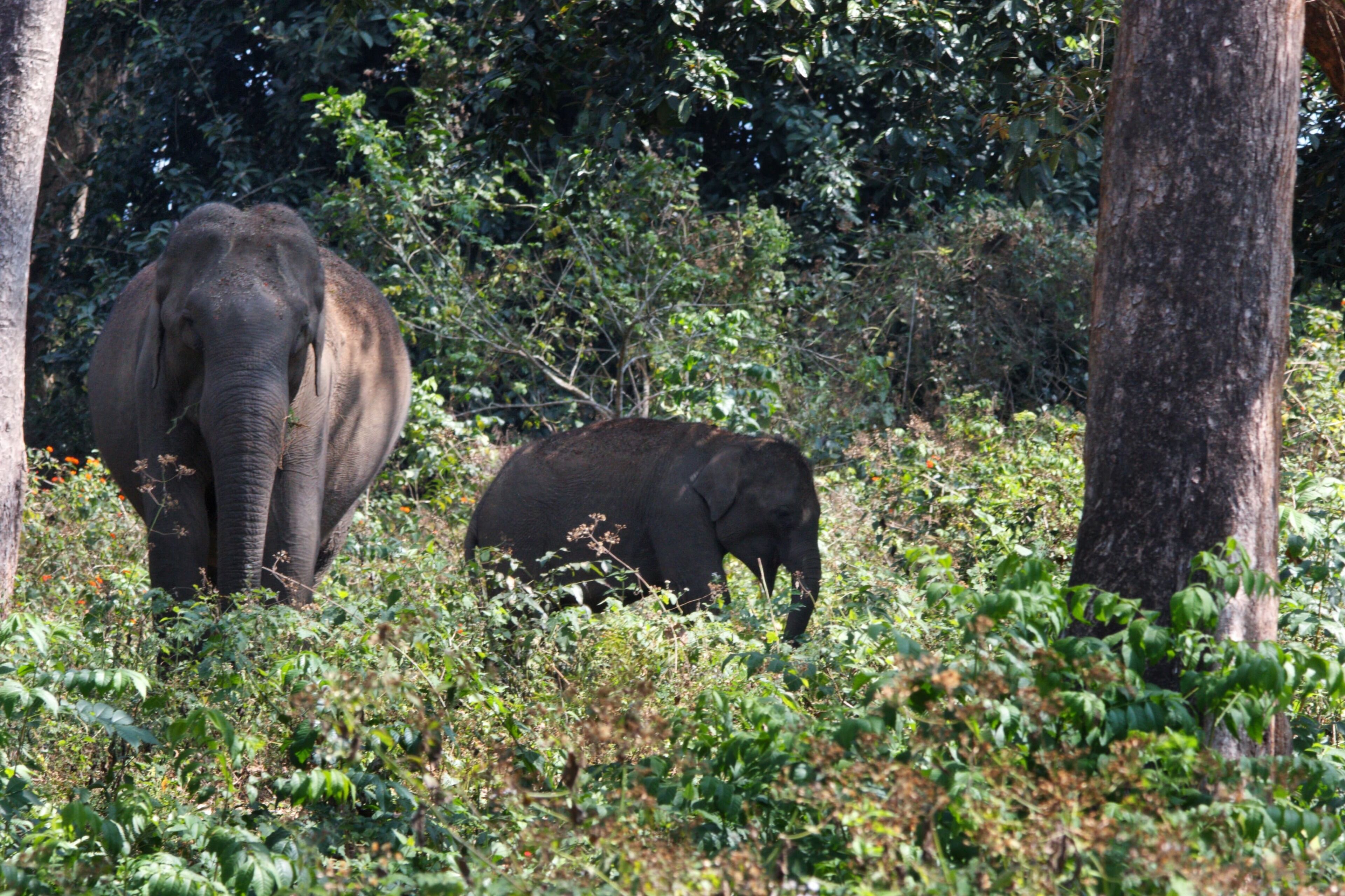Ein Elefant in einer natürlichen Umgebung mit dichtem Blattwerk und Bäumen.