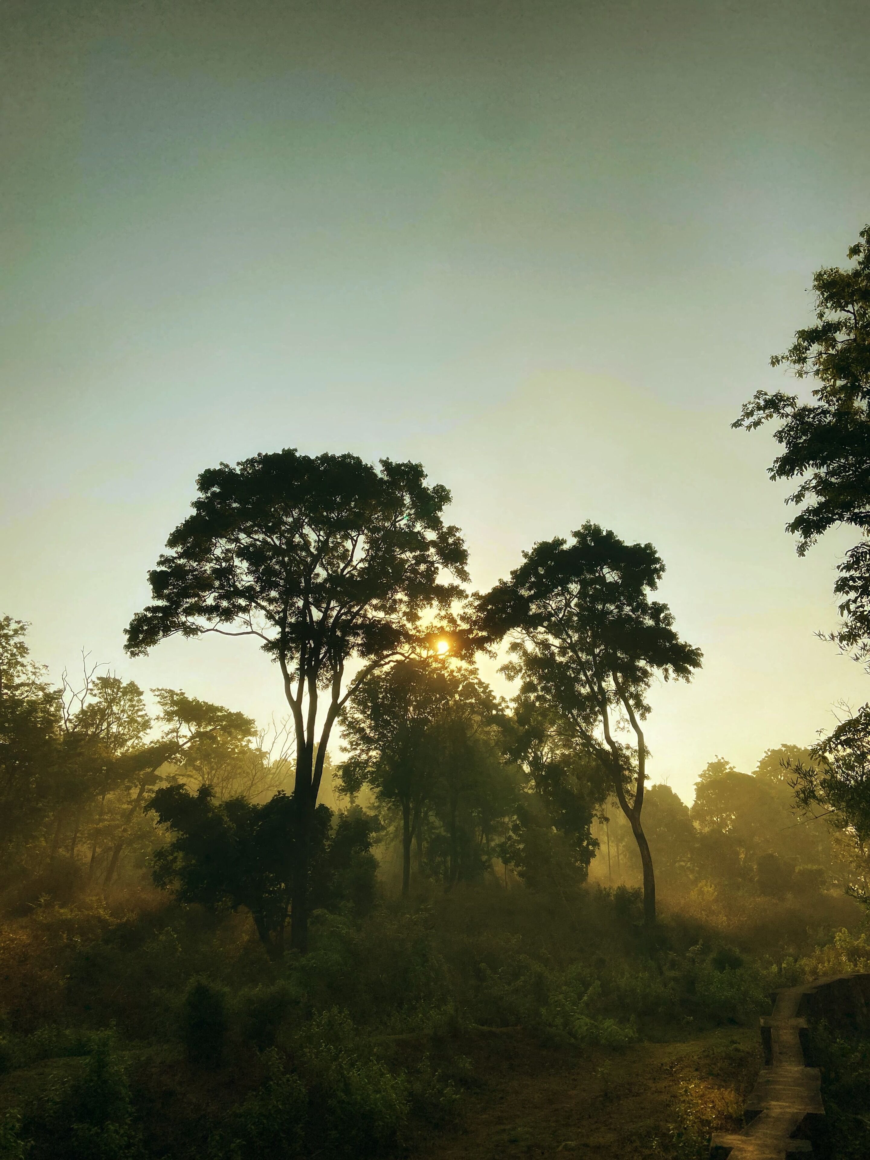 A forest scene with trees and a path.