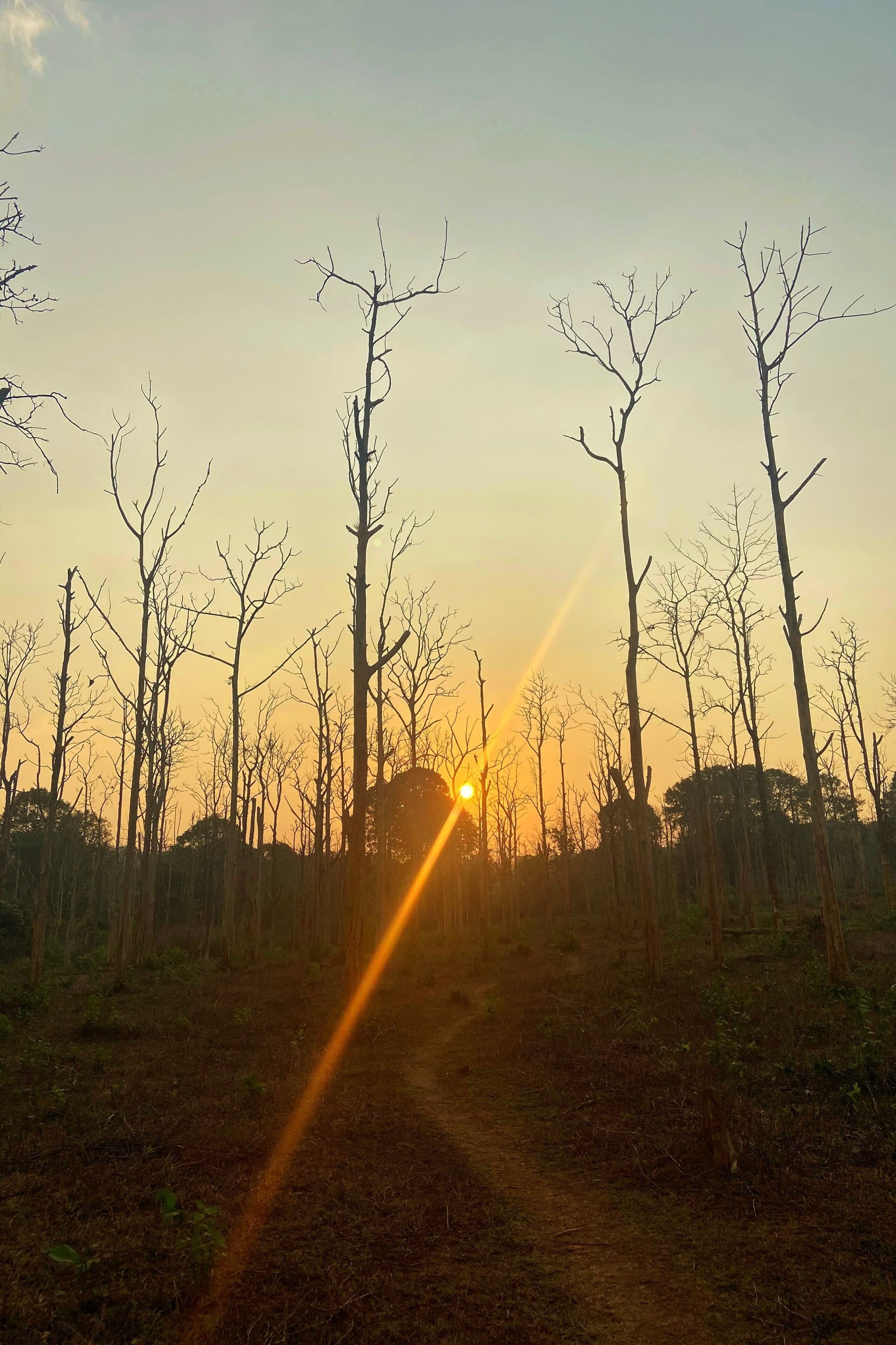 Une zone boisée avec un sentier de terre qui mène vers un coucher de soleil.