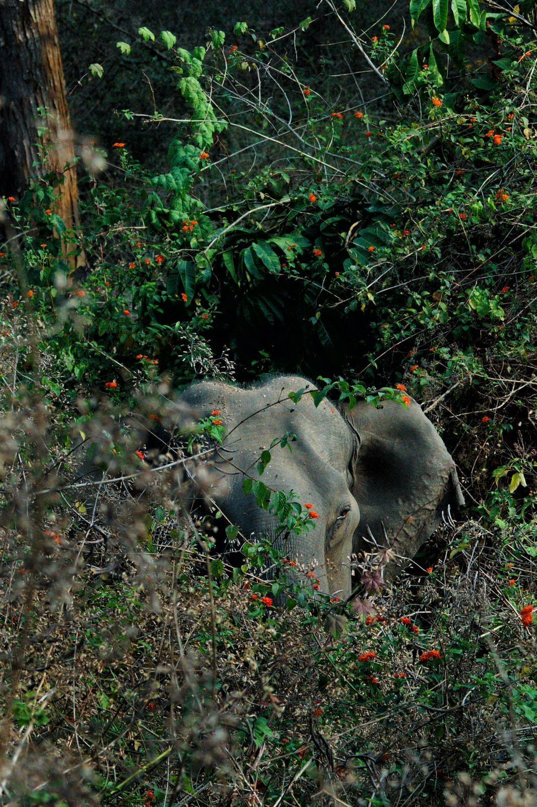 An elephant in a natural setting with dense foliage and red flowers.