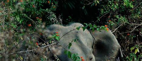 An elephant in a natural setting with dense foliage and red flowers.