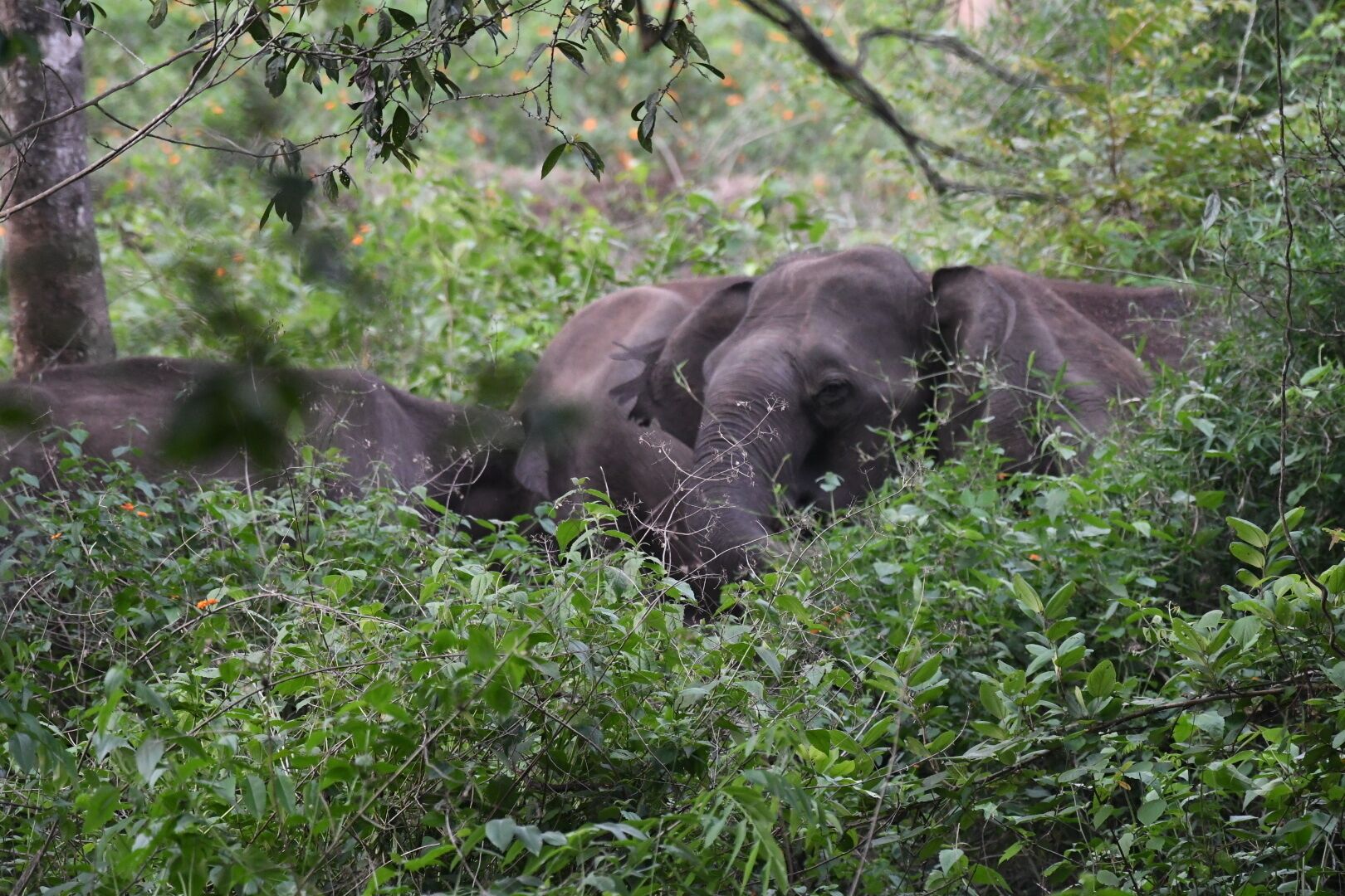 Two elephants resting in a lush, green forest.
