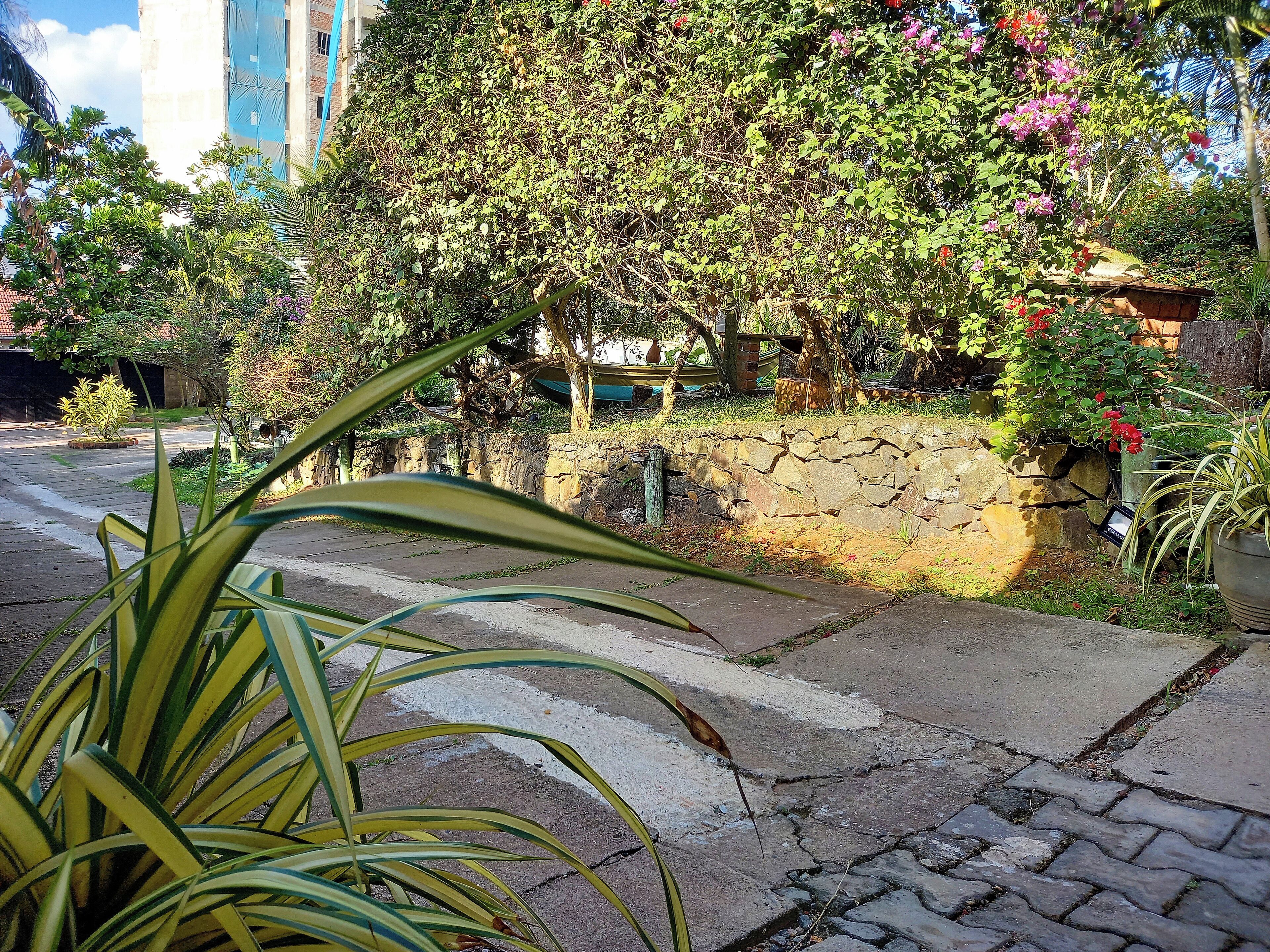 Un sendero pavimentado con un muro de piedra y abundante vegetación, incluyendo un árbol grande y plantas con flores.