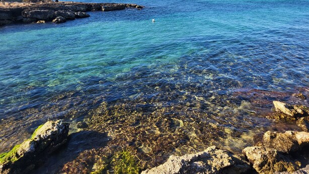 A coastal scene with clear water, rocky shore, and distant buildings. - "Nuova Villa Ulivo" among olive and almond trees with private swimming pool (Carovigno)