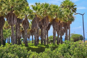 A row of palm trees with a street lamp and a clear sky.