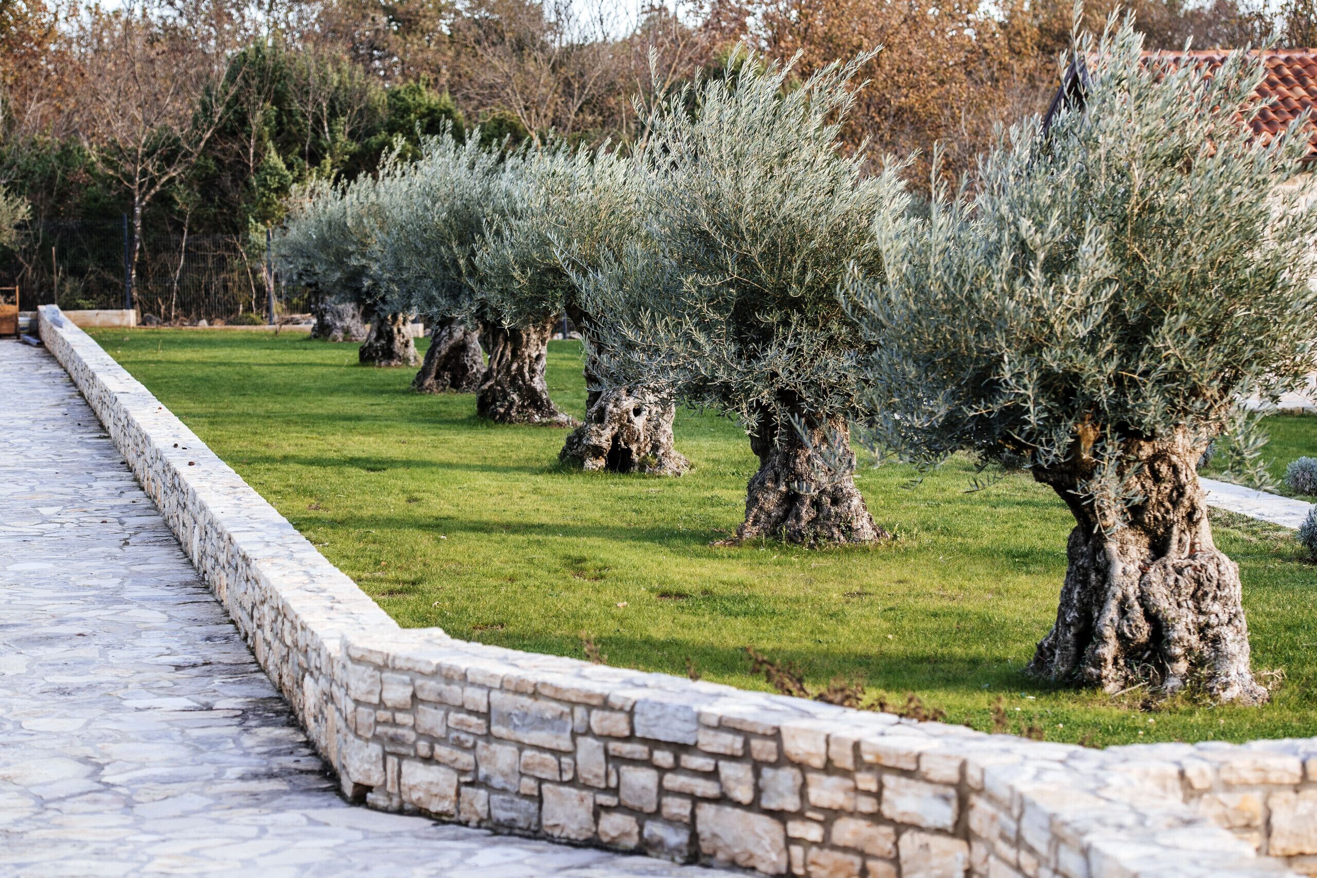 A row of olive trees with stone walls on either side.