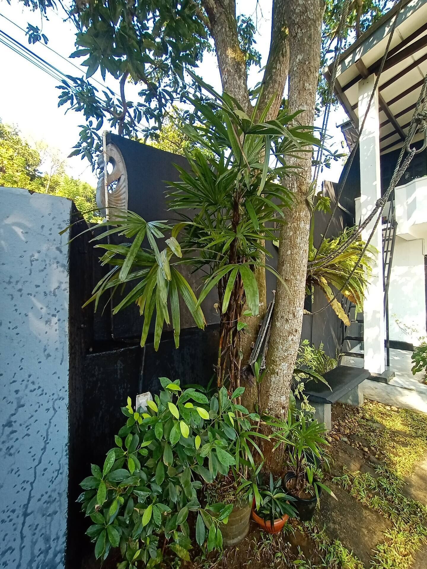 Un arbre doté d’un tronc imposant et d’une couronne de feuilles vertes luxuriante, entouré de différentes plantes en pot et d’un mur en béton.