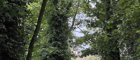 Une zone boisée avec un sentier menant à un bâtiment doté d’une grande fenêtre donnant sur une étendue d’eau.
