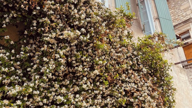 Un bâtiment à la façade en pierre, avec des volets verts et un arbuste touffu et fleuri devant.