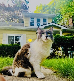 Property grounds - Welcoming, Boho Chic, cozy, well-situated. Walk to the stadium, coffee & bars. (Ann Arbor)