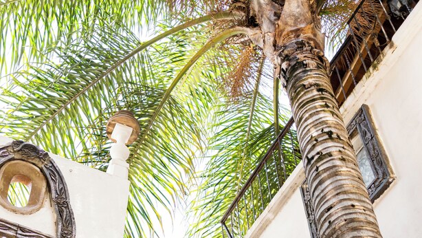 A white building with a stone wall, a palm tree, and a metal railing. - HOTEL SOLACHE INN (Zitácuaro)