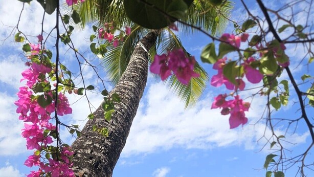 A palm tree with pink flowers, a clear blue sky, and a calm sea with a boat in the distance.