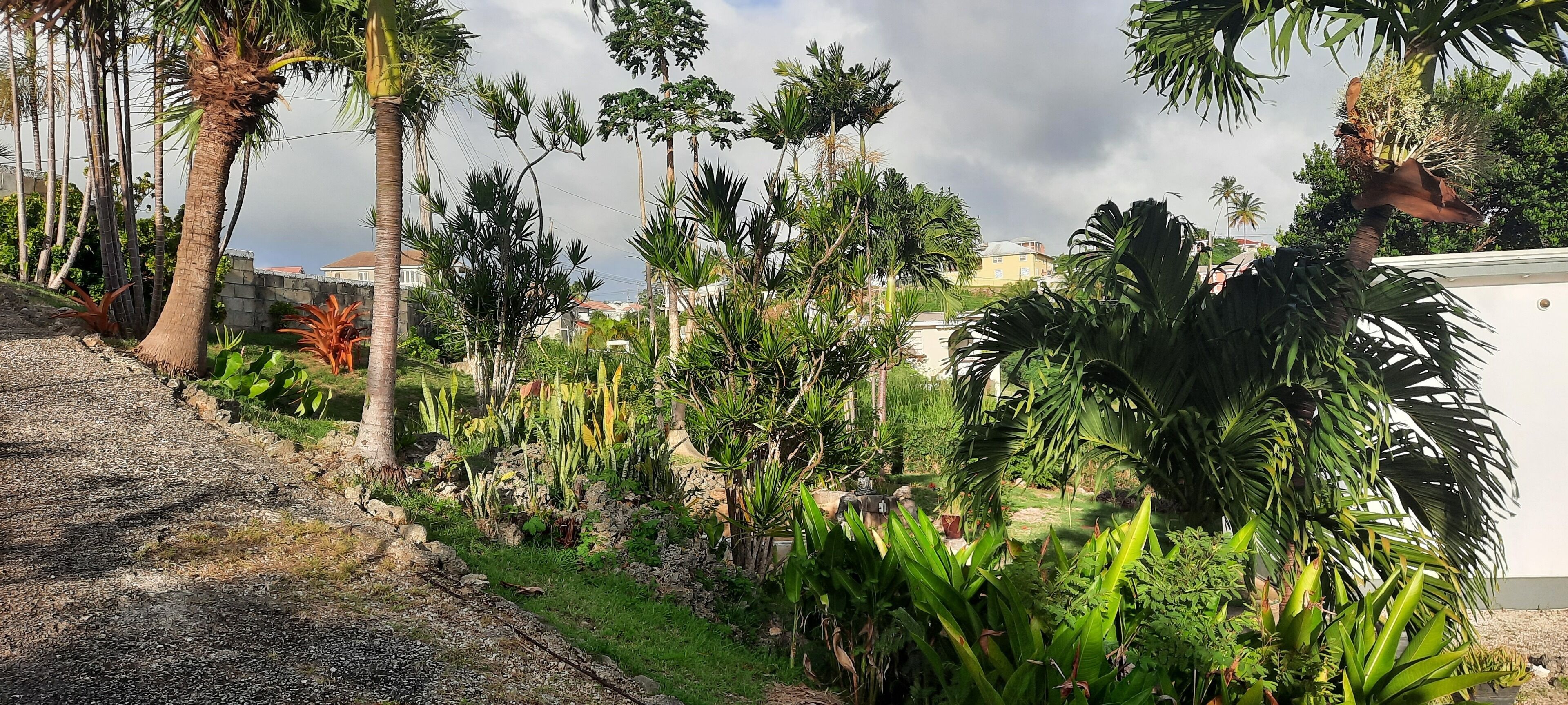 A landscaped garden with palm trees, various plants, and a gravel path.
