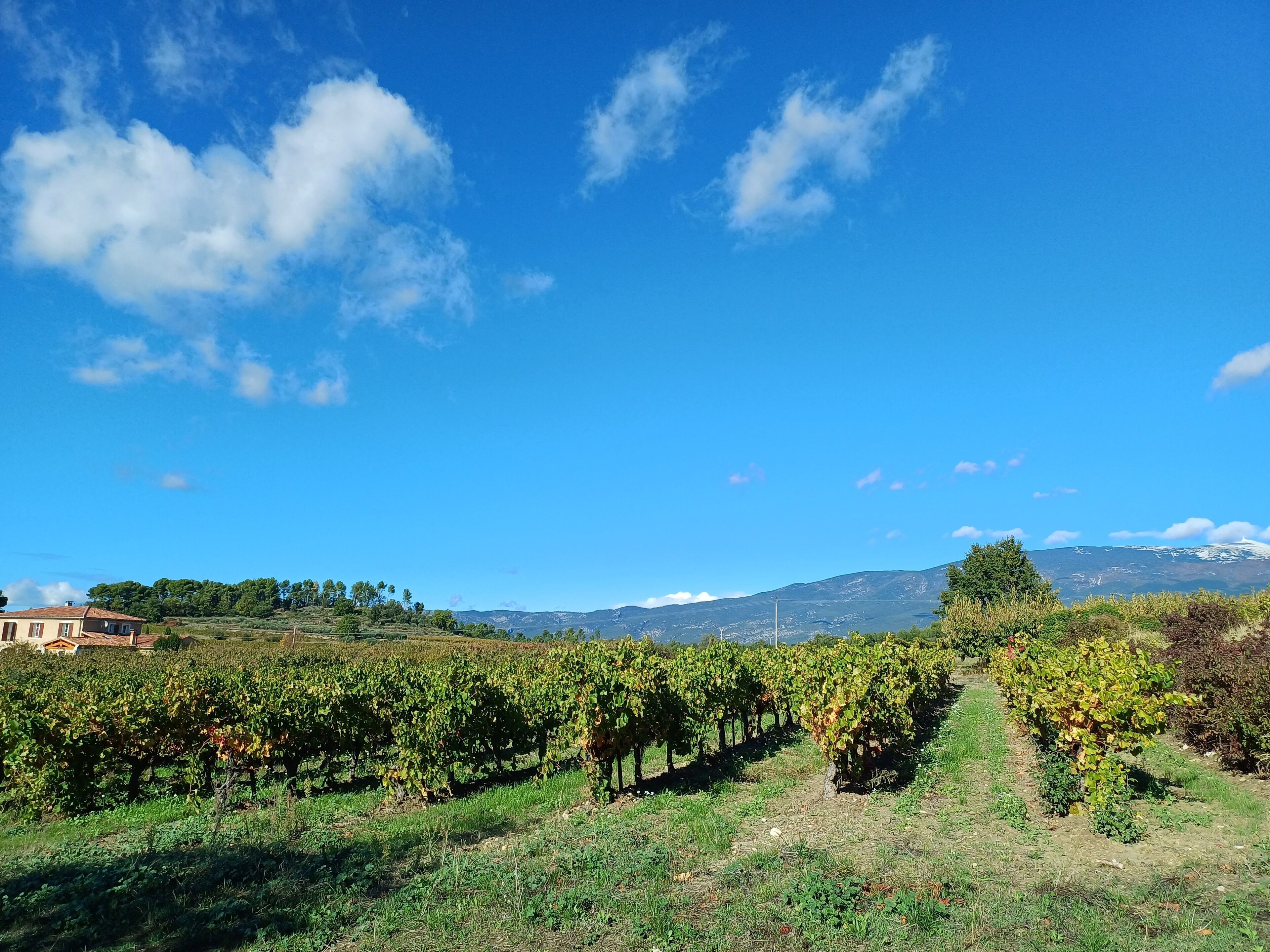 A vineyard with rows of grapevines under a clear blue sky.