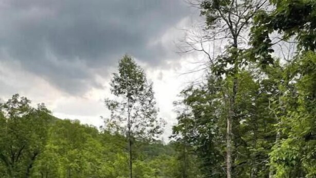 A rustic wooden cabin with a thatched roof, surrounded by dense forest. - Rustic Mountain Cabin 225 (Topton)