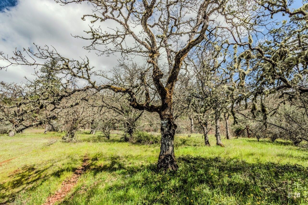 Un árbol en un campo cubierto de hierba, con cielo despejado.