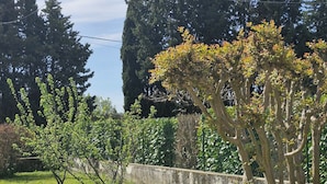 A grassy area with a small tree and a fence.