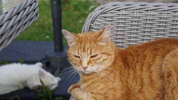 Une chaise en osier sur laquelle est assis un chat.