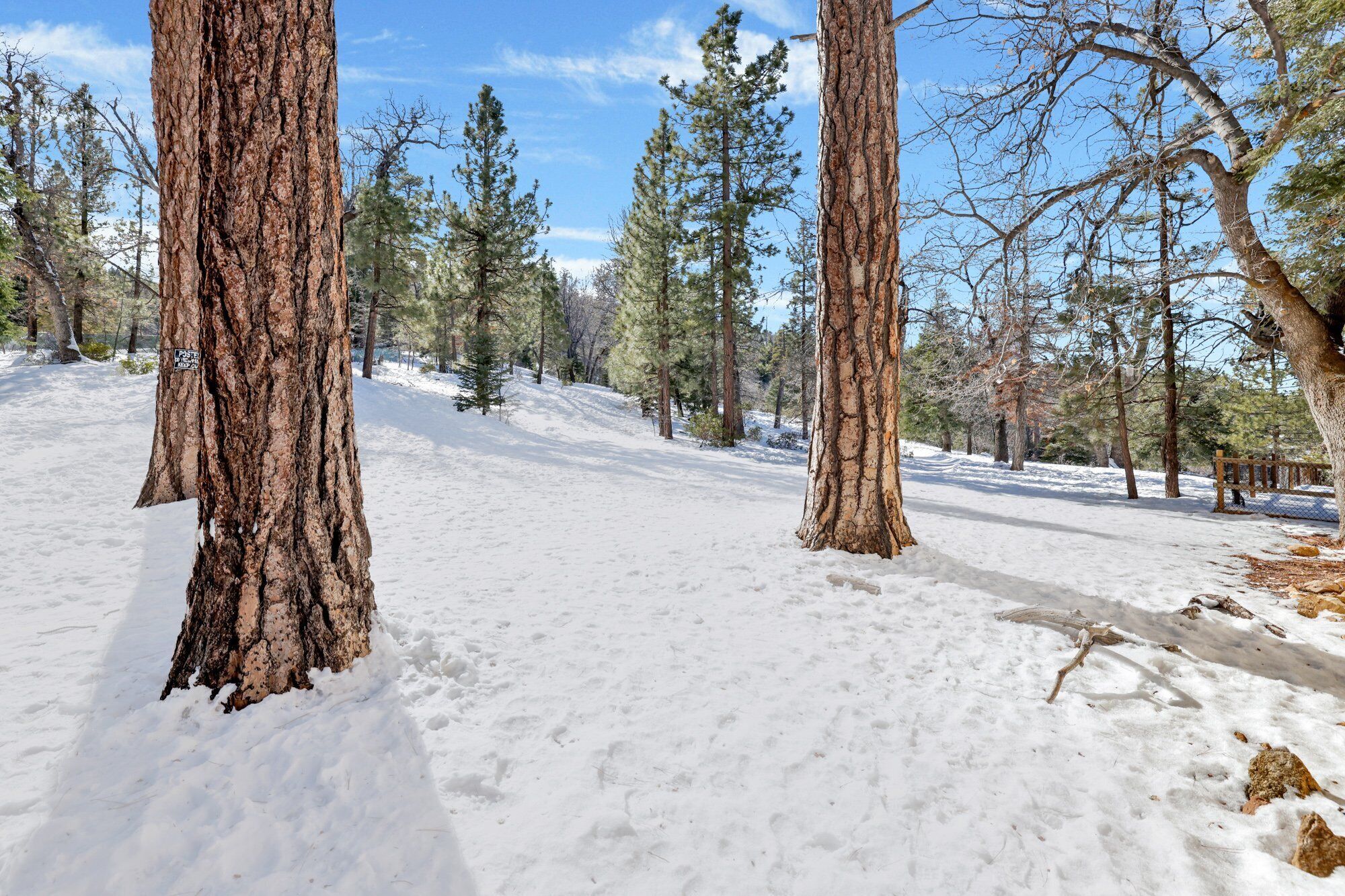 A snowy forest with tall trees and a clear sky.
