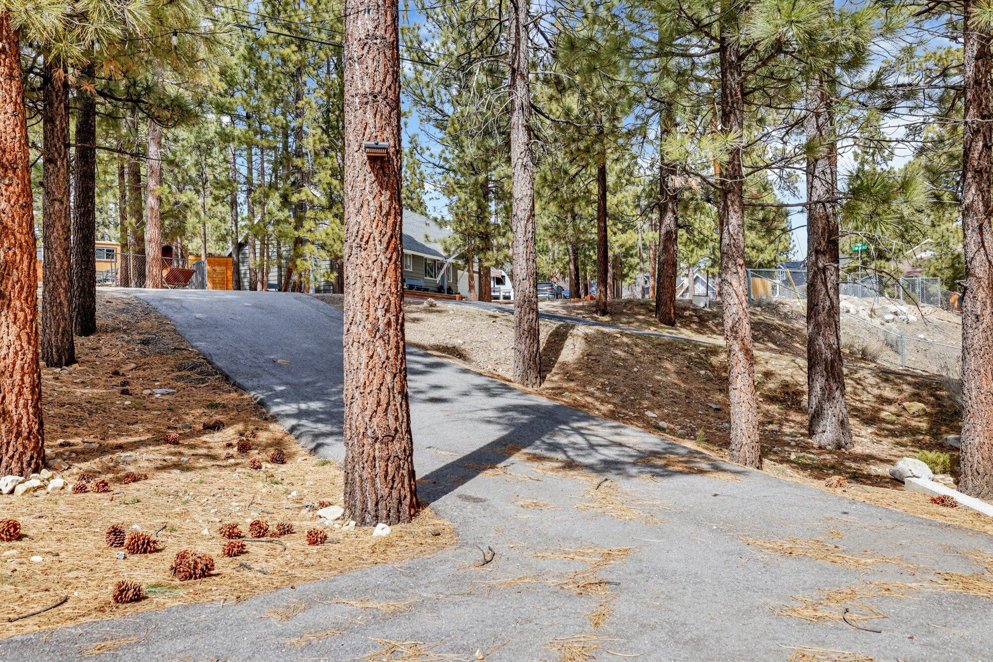 A paved path surrounded by tall pine trees, leading to a building with a yellow exterior.