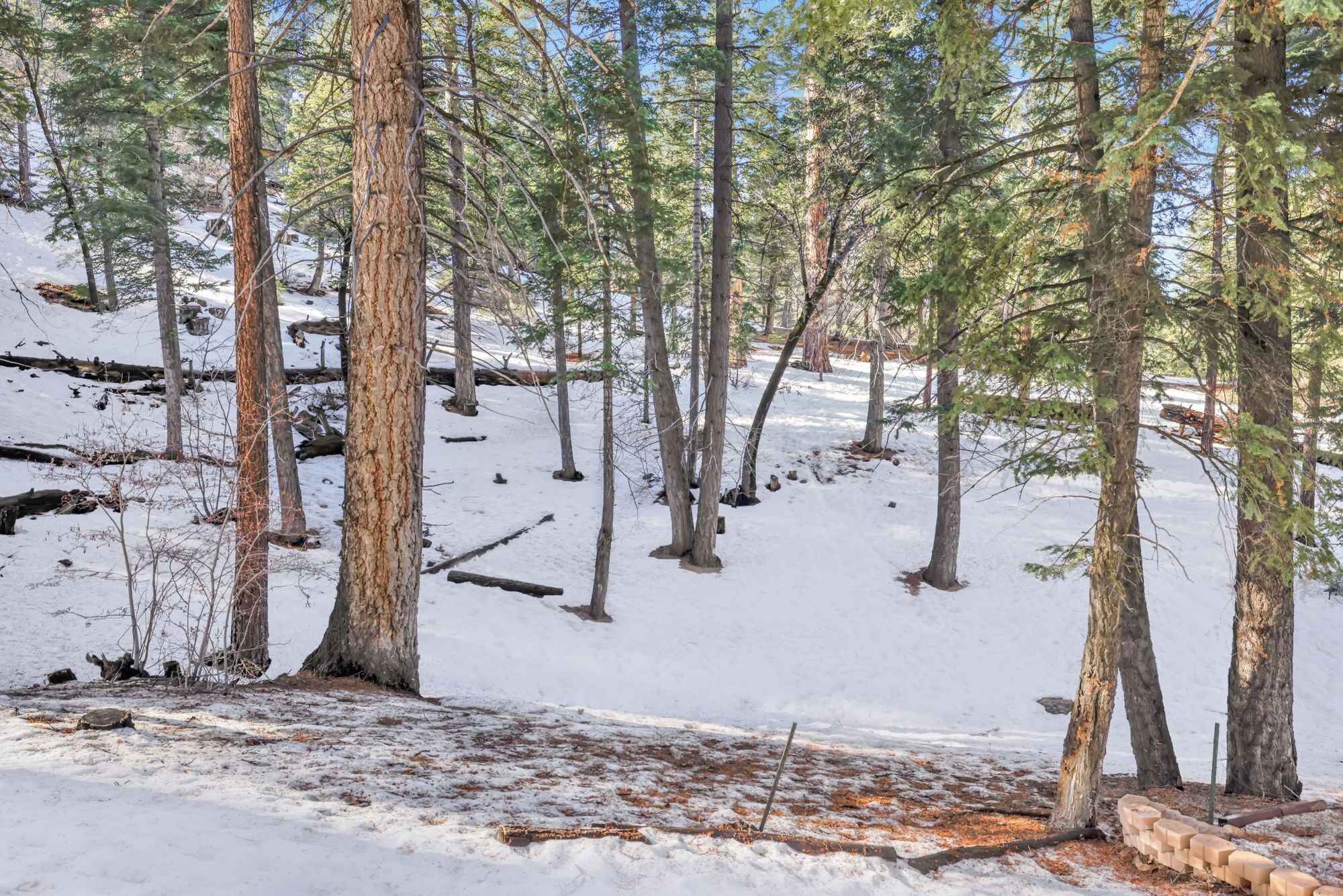 A snowy forest with tall trees and a clear sky.