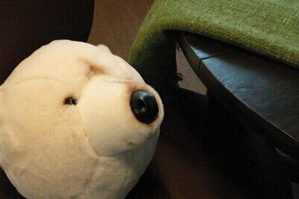 Animaux de compagnie acceptés