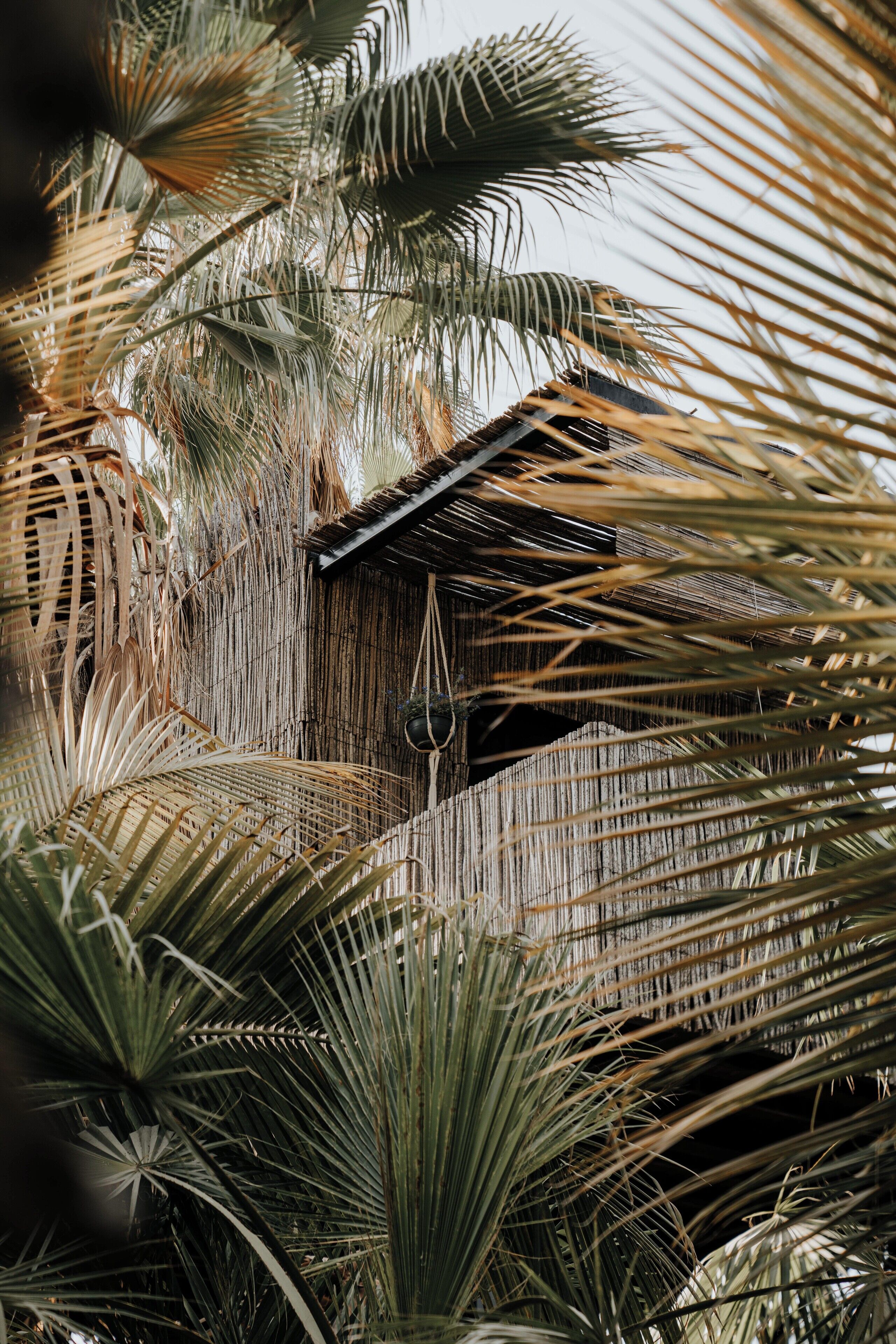 A close-up of palm fronds and a rustic wooden structure, possibly a part of a building or a decorative element.