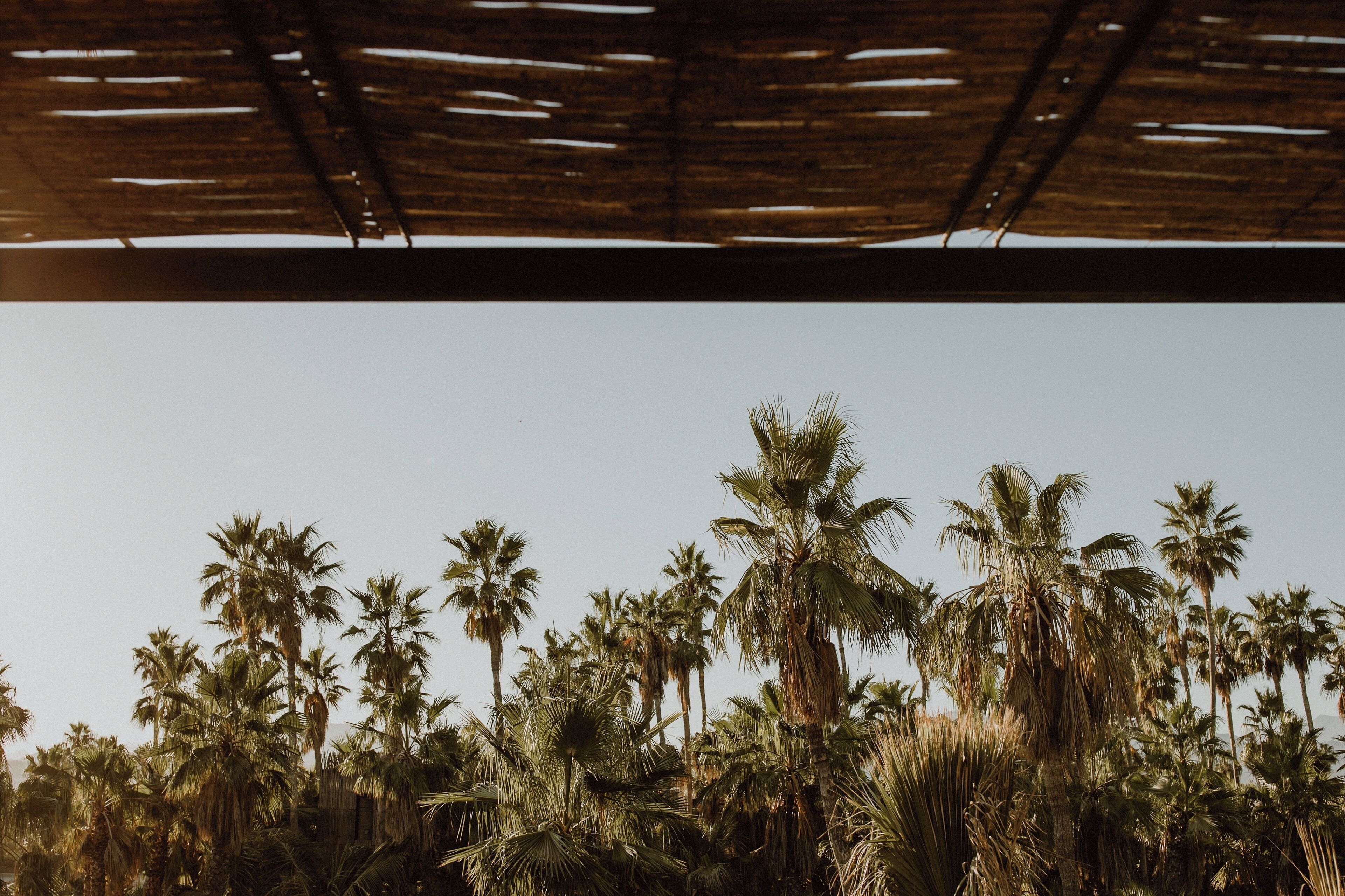 A view of tall palm trees under a thatched roof structure.