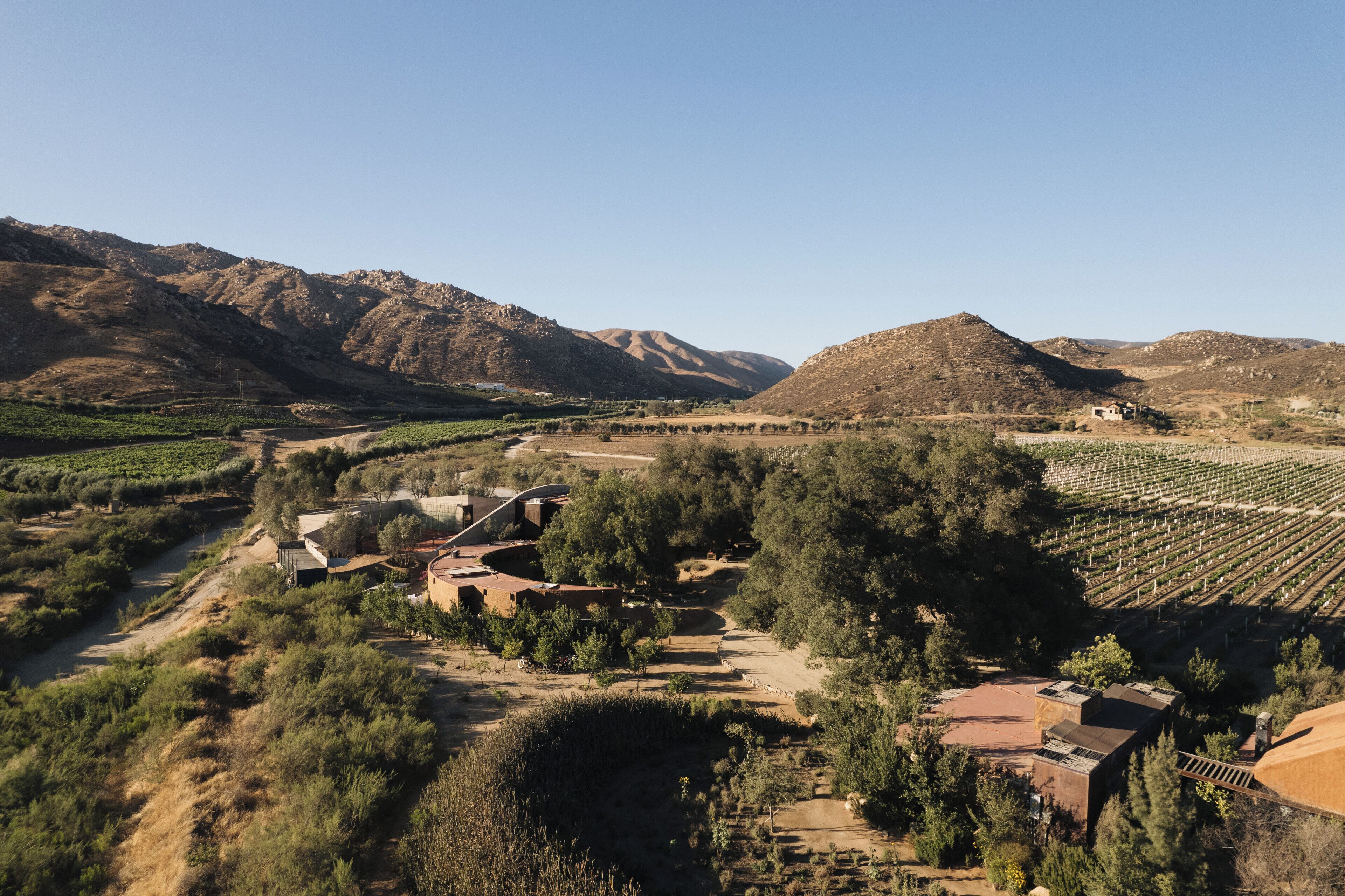 Viñedo con hileras de vid, un sendero de tierra y un edificio con tejado rojo.