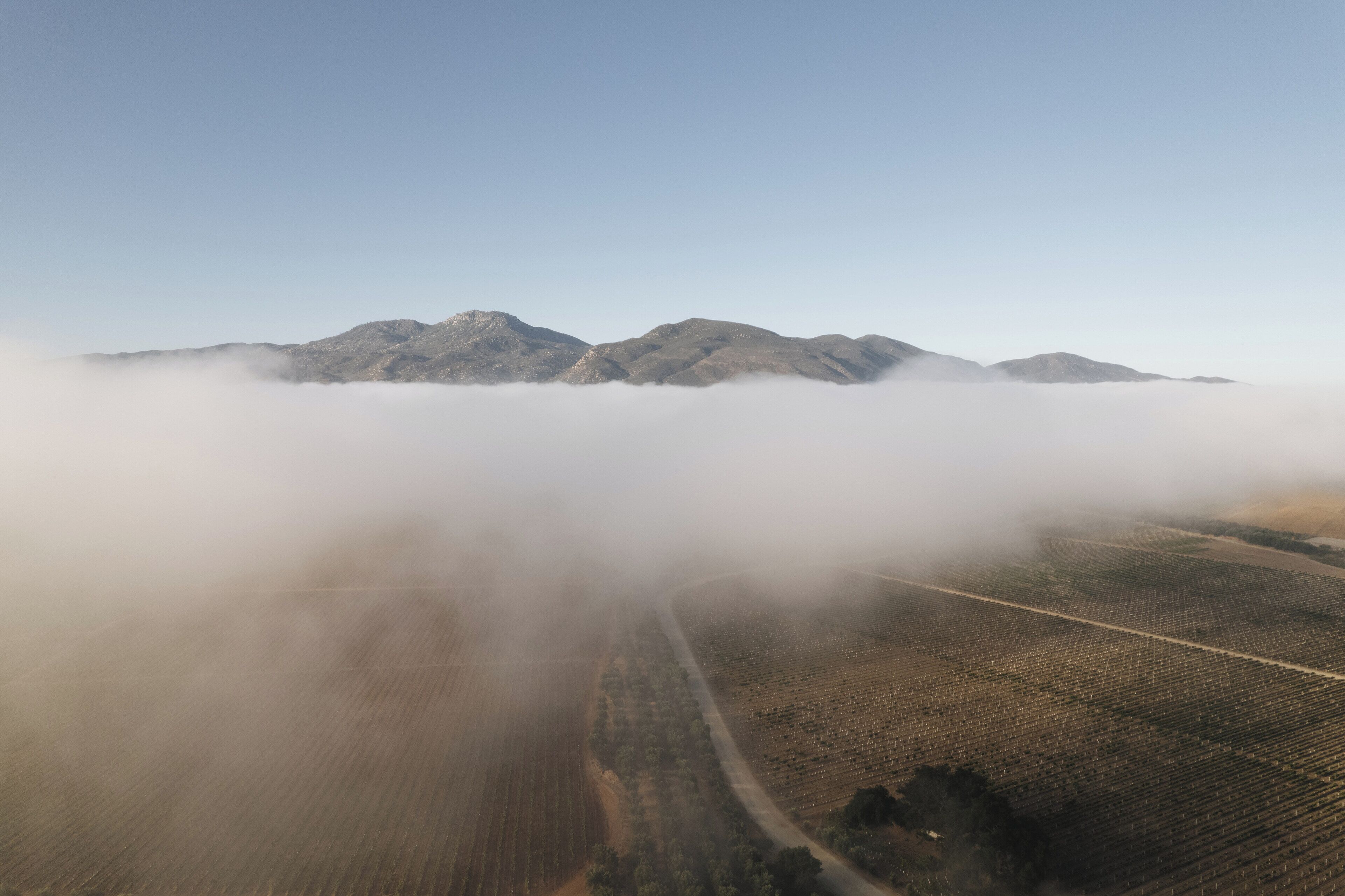 Vista aérea de un viñedo con hileras de vides y una cordillera al fondo.