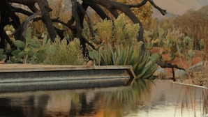 Un paysage désertique avec une étendue d’eau aux reflets changeants, un arbre abattu et des cactus.
