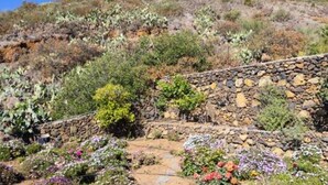 A garden with a stone wall and a variety of plants and flowers. - La Pestilla 3 - Cozy rustic house, El Hierro (Taibique)