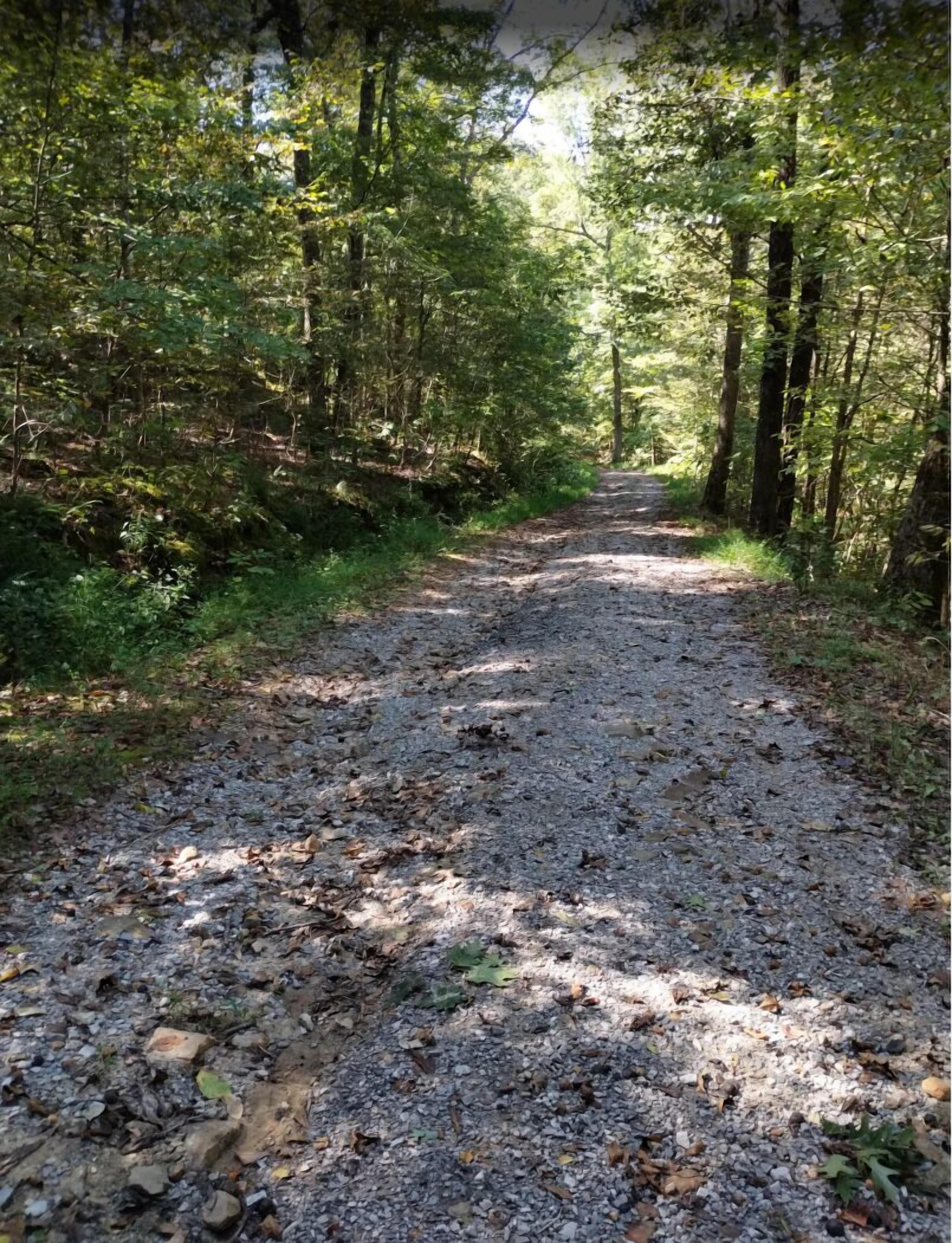 Un chemin de gravier traverse une zone boisée, bordée d’arbres des deux côtés.