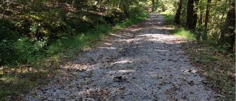Un chemin de gravier traverse une zone boisée, bordée d’arbres des deux côtés.