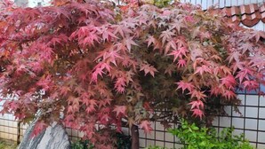 Un árbol con hojas rojas y verdes, un muro de piedra y una valla de azulejos.