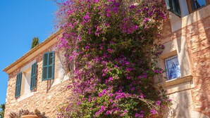 Ein Steingebäude mit einem großen Strauch voller Blüten, einem Blumentopf und einem Fliegengitter.