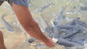 A person feeding fish in a shallow body of water.