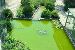 A rectangular pond with a narrow bridge, surrounded by various plants and trees.