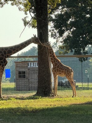 Property grounds