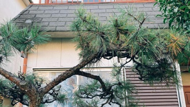 Un pin aux branches et au tronc tordus, situé devant un bâtiment doté d’une fenêtre et d’une porte.