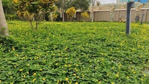 Jardim com folhagem verde e flores amarelas, um muro de tijolos e um poste de metal.