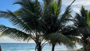 A beach with palm trees and the ocean in the background.