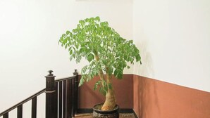 A potted plant on a staircase with a dark railing. - Shizong Donglai Inn (Shizong)