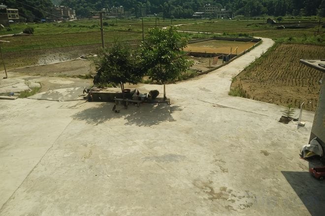 A concrete area with a tree and a bench, surrounded by rice paddies.